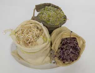 
You can sprout seeds inside cloth bags easily. Most sprouting supply companies sell hemp bags, and Sproutman also offers a nice flax bag.
